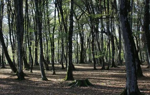 Tranquil Forest Scene with Dense Green Trees Stock Photos