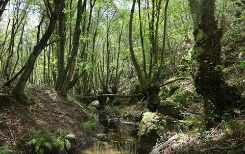Tranquil Forest Scene with Dense Green Trees Stock Photos