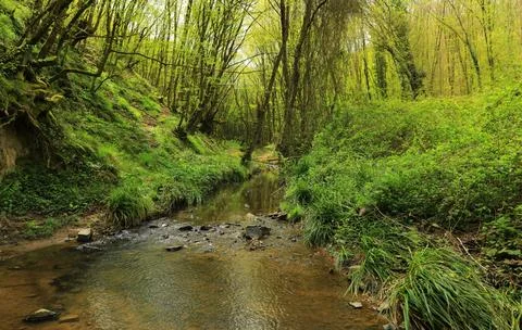 Tranquil Forest Scene with Dense Green Trees Stock Photos