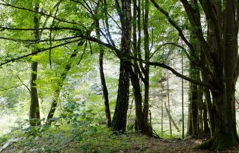 Tranquil Forest Scene with Dense Green Trees Stock Photos