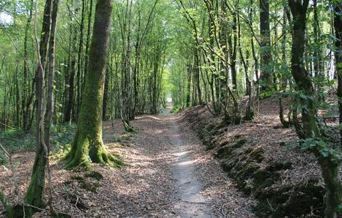 Tranquil Forest Scene with Dense Green Trees Stock Photos