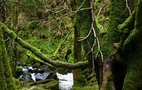 Tranquil Forest Scene with Dense Green Trees Stock Photos