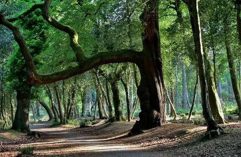 Tranquil Forest Scene with Dense Green Trees Stock Photos