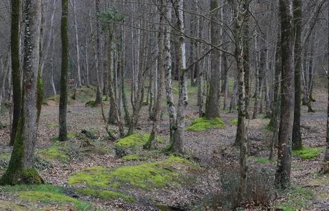 Tranquil Forest Scene with Dense Green Trees Stock Photos