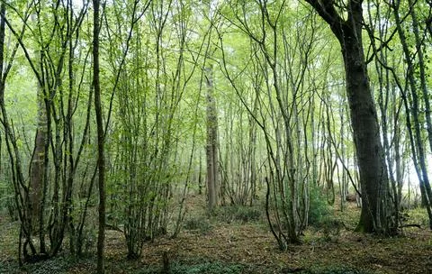 Tranquil Forest Scene with Dense Green Trees Stock Photos