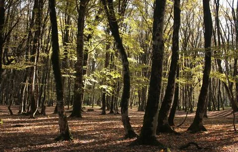 Tranquil Forest Scene with Dense Green Trees Stock Photos