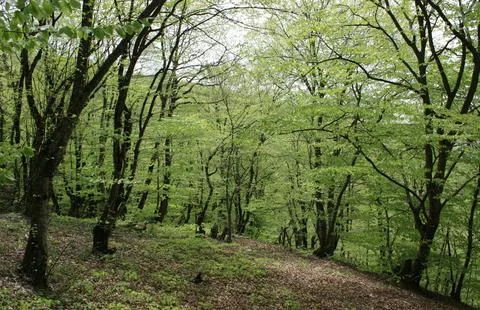 Tranquil Forest Scene with Dense Green Trees Stock Photos
