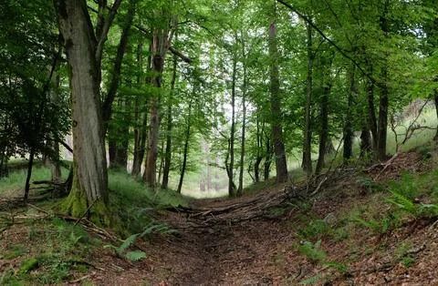 Tranquil Forest Scene with Dense Green Trees Stock Photos