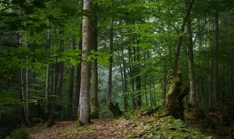 Tranquil Forest Scene with Dense Green Trees Stock Photos