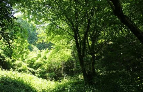 Tranquil Forest Scene with Dense Green Trees Stock Photos