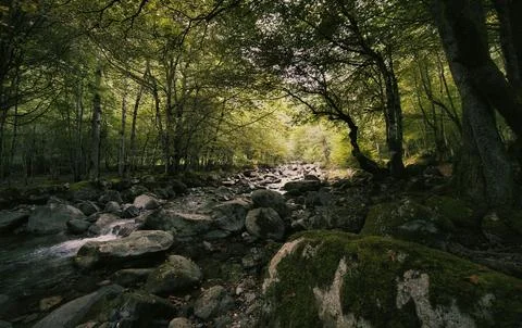 Tranquil Forest Scene with Dense Green Trees Stock Photos