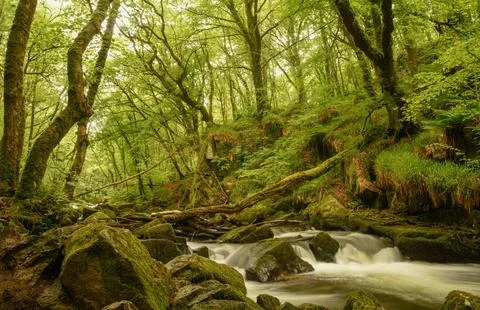 Tranquil Forest Scene with Dense Green Trees Stock Photos