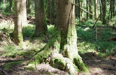 Tranquil Forest Scene with Dense Green Trees Stock Photos