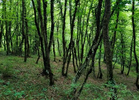 Tranquil Forest Scene with Dense Green Trees Stock Photos