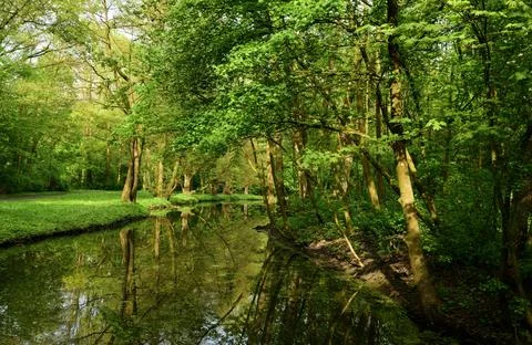 Tranquil Forest Scene with Dense Green Trees Stock Photos