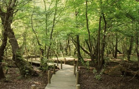 Tranquil Forest Scene with Dense Green Trees Stock Photos