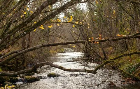 Tranquil Forest Scene with Dense Green Trees Stock Photos