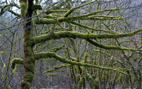 Tranquil Forest Scene with Dense Green Trees Stock Photos