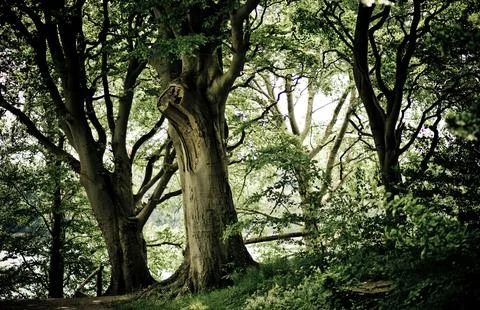 Tranquil Forest Scene with Dense Green Trees Stock Photos