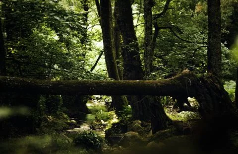 Tranquil Forest Scene with Dense Green Trees Stock Photos