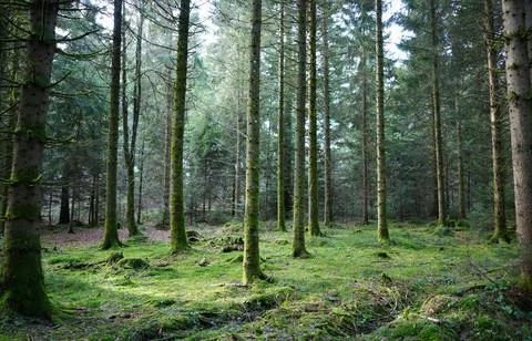 Tranquil Forest Scene with Dense Green Trees Stock Photos