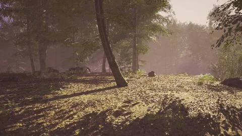 Tranquil forest scene illuminated by soft sunlight in early morning hours Stock Illustration