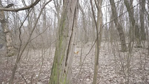 Tranquil Forest Scene with Leafless Trees in Late Autumn | HLG Stock Footage 304538140