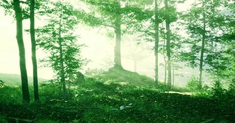 Tranquil forest scene with lush greenery and soft light Stock Illustration