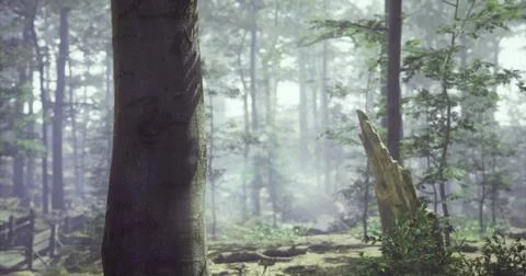 Tranquil forest scene with mist and tall trees revealing natures beauty Stock Illustration