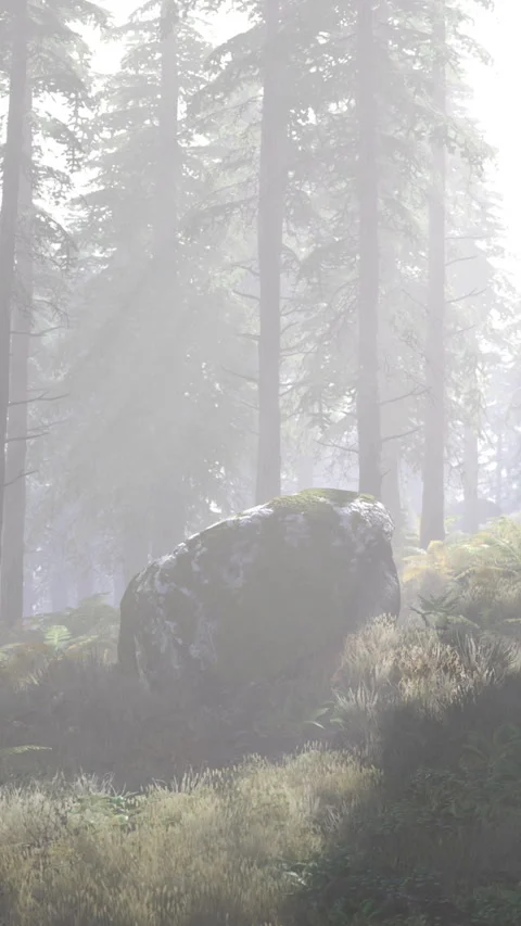 Tranquil forest scene with mossy rocks and soft diffuse light Stock Footage 326162276