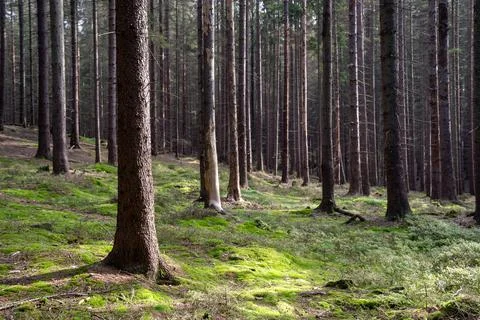 Tranquil forest scene Foto stock