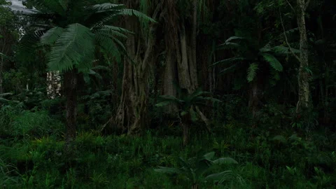 Tranquil forest scene. Quiet green space filled with moss and serenity Stock Footage 334241437