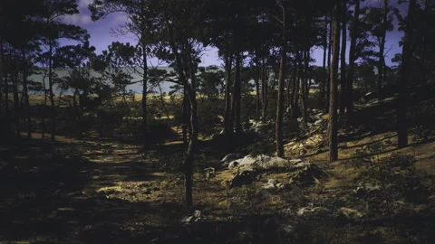 Tranquil forest scene. Serene pine trees over peaceful forest floor Vídeos de archivo 342437988