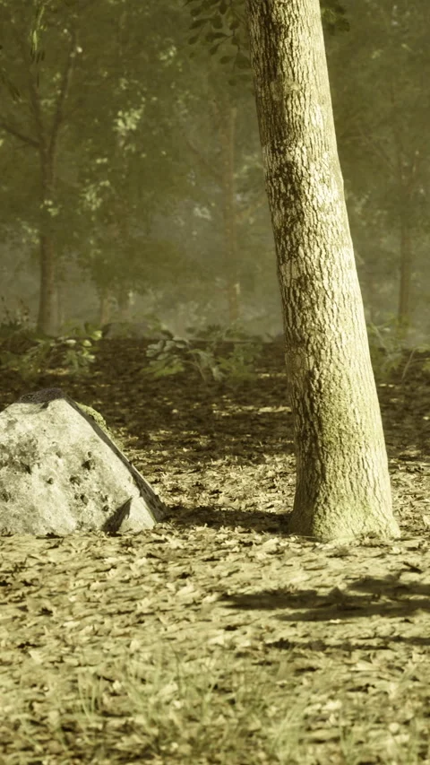 Tranquil forest scene showcasing peaceful natural elements and serenity Stock Footage 341396479