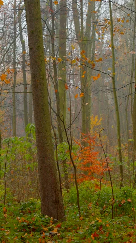 Tranquil forest scene showcasing slender trees and seasonal transformation Stock Footage 324609787