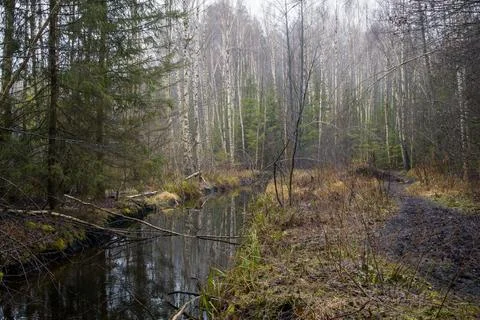 Tranquil forest scene with a small stream or creek reflecting the trees. Stock Photos