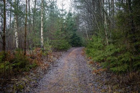 Tranquil forest scene with a small stream or creek reflecting the trees. Stock Photos