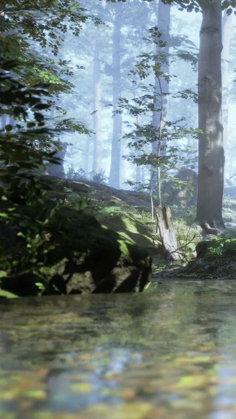Tranquil forest scene with a stream surrounded by tall trees and green foliage Stock Footage 342348341