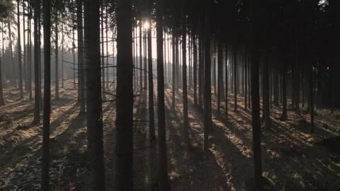 A tranquil forest scene with sunlight filtering through tall trees, casting Stock Footage 305148680