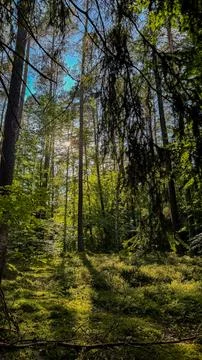 Tranquil forest scene with sunlight filtering through tall pine trees in a .. Stock Photos