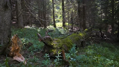 Tranquil Forest Scene on a Sunny Summer DAy Video stock 146951817