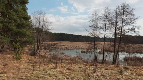 A tranquil forest scene unfolds on a spring afternoon, showcasing a small, still Stock Footage 279992902