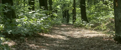 Tranquil forest scenery bu summer anamorphic 4K footage Stock Footage 317162831
