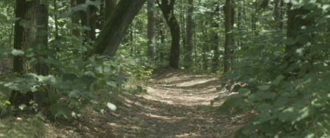 Tranquil forest scenery by summer anamorphic 5.7k video Stock Footage 316805021