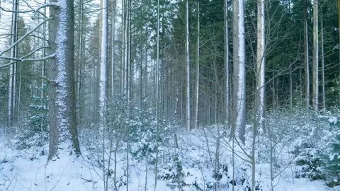Tranquil Forest Setting Showcasing Snowladen Birch And Fir Trees With Gentle Stock Footage 328051459