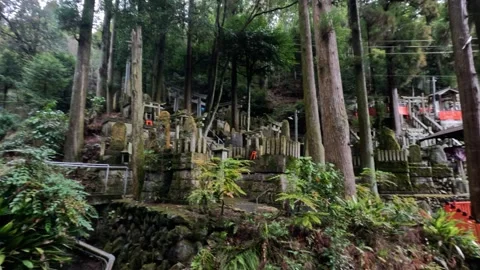 Tranquil Forest Shrine Walkthrough Vídeos de archivo 289052046