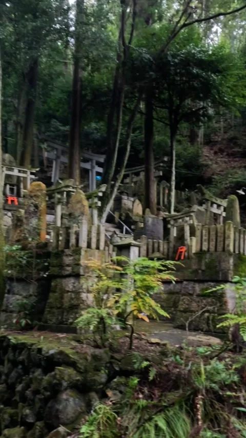 Tranquil Forest Shrine Walkthrough Vídeos de archivo 304563591