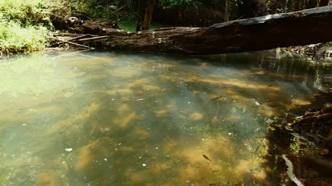 Tranquil forest stream with clear water and submerged logs. Nature and 库存影片 259128609