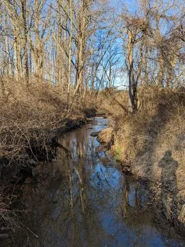 Tranquil Forest Stream in Early Winter with Bare Trees and Fallen Leaves. Stock Photos