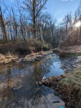 Tranquil Forest Stream in Early Winter with Bare Trees and Fallen Leaves. Stock Photos